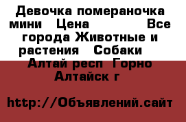 Девочка помераночка мини › Цена ­ 50 000 - Все города Животные и растения » Собаки   . Алтай респ.,Горно-Алтайск г.